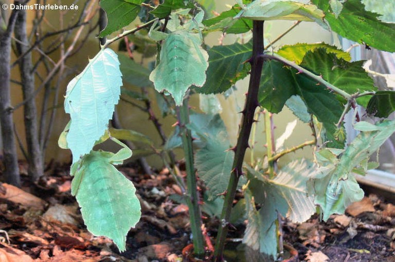 Cryptophyllium celebicum
