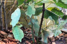 Wandelndes Blatt (Phyllium celebicum) im Zoo Frankfurt