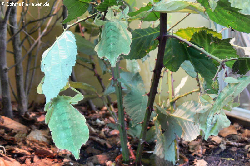 Phyllium celebicum