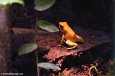 Goldener Pfeilgiftfrosch (Phyllobates terribilis) im Zoo Frankfurt