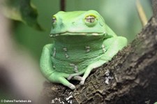 Warziger Makifrosch (Phyllomedusa sauvagii) im Zoo Frankfurt