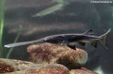 Löffelstör (Polyodon spathula) im Zoo Frankfurt