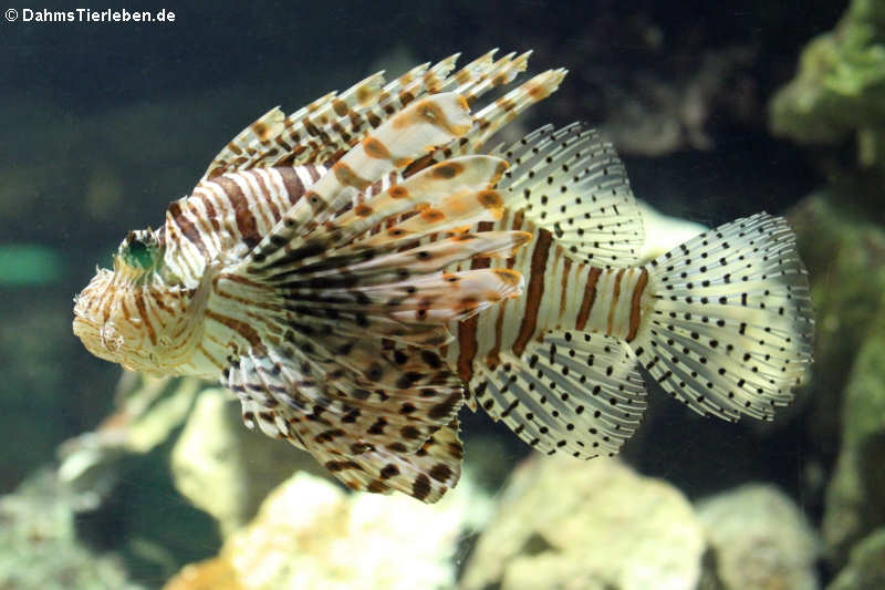 Pazifischer Rotfeuerfisch (Pterois volitans)