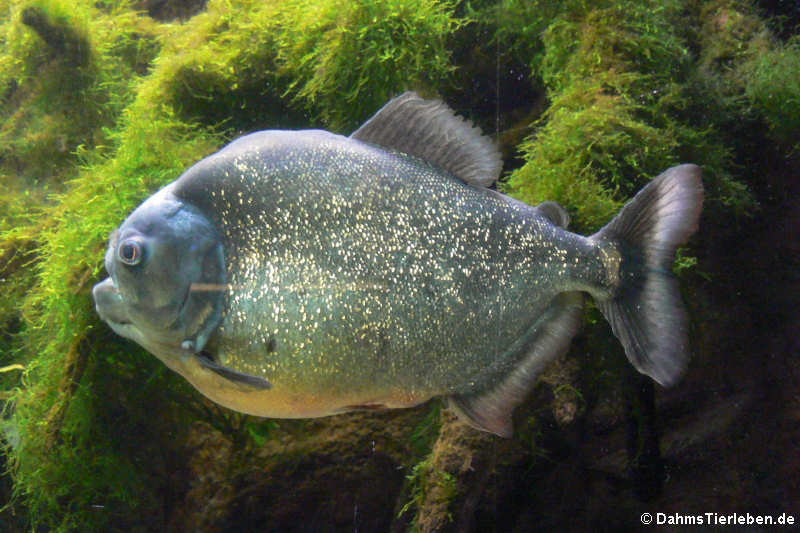 San Francisco Piranha (Pygocentrus piraya)