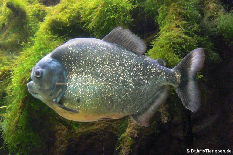 Pygocentrus piraya