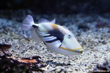 Picasso-Drückerfisch (Rhinecanthus aculeatus) im Zoo Frankfurt