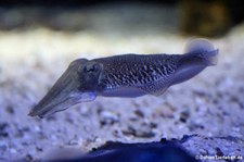 Gewöhnlicher Tintenfisch (Sepia officinalis) im Zoo Frankfurt