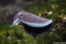 Gewöhnlicher Tintenfisch (Sepia officinalis) im Zoo Frankfurt