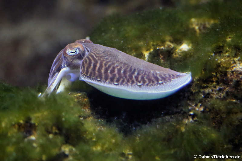 Gewöhnlicher Tintenfisch (Sepia officinalis)