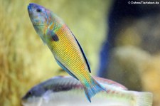 Meerpfau (Thalassoma pavo) im Zoo Frankfurt