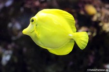 Gelber Segelflossendoktor (Zebrasoma flavescens) im Zoo Frankfurt