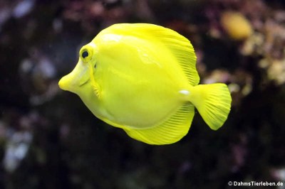Gelber Segelflossendoktor (Zebrasoma flavescens)