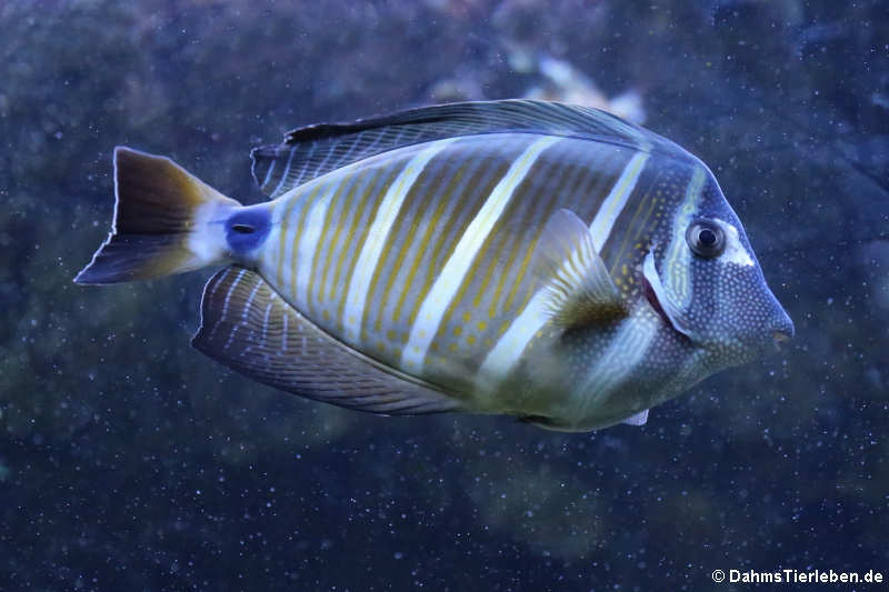 Pazifischer Segelflossen-Doktorfisch (Zebrasoma velifer)