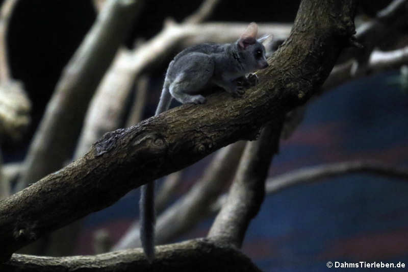 Galago senegalensis