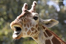 Netzgiraffe (Giraffa reticulata) im Zoo Frankfurt/Main