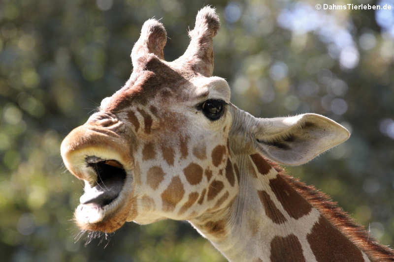 Netzgiraffe (Giraffa camelopardalis reticulata)