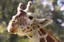Giraffa reticulata
