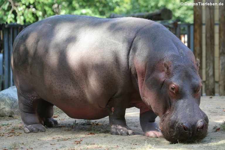 Hippopotamus amphibius