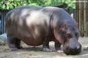 Hippopotamus amphibius