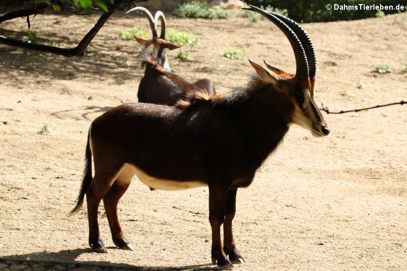 Rappenantilope (Hippotragus niger)