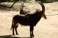 Rappenantilope (Hippotragus niger niger) im Zoo Frankfurt