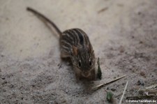 Vielstreifen-Grasmaus (Lemniscomys barbarus) im Zoo Frankfurt