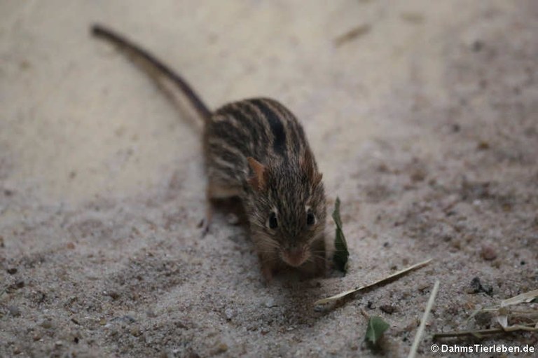 Lemniscomys barbarus