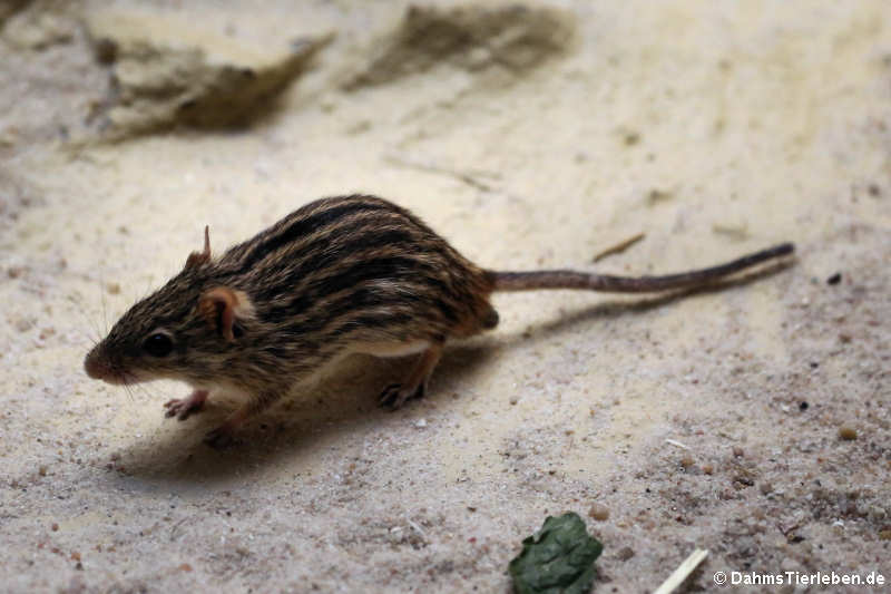 Vielstreifen-Grasmaus (Lemniscomys barbarus)