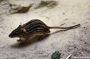 Lemniscomys barbarus