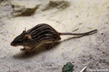 Vielstreifen-Grasmaus (Lemniscomys barbarus) im Zoo Frankfurt