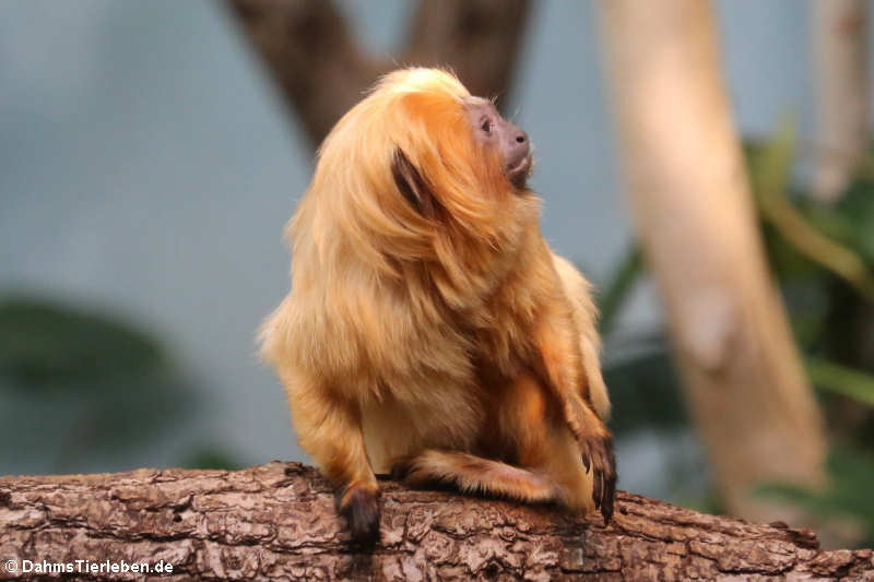 Goldenes Löwenäffchen (Leontopithecus rosalia)