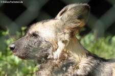 Afrikanischer Wildhund (Lycaon pictus) im Zoo Frankfurt/Main