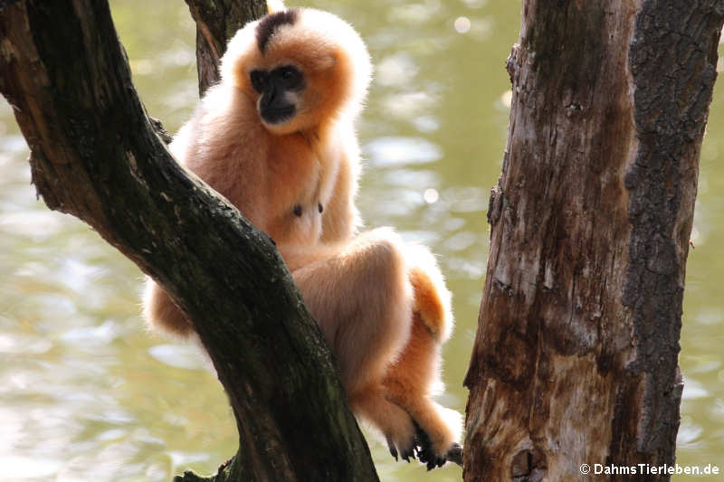 Nördlicher Weißwangengibbon (Nomascus leucogenys)