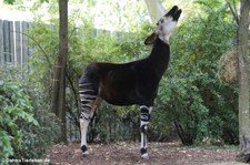 Okapi (Okapia johnstoni) im Zoo Frankfurt/Main