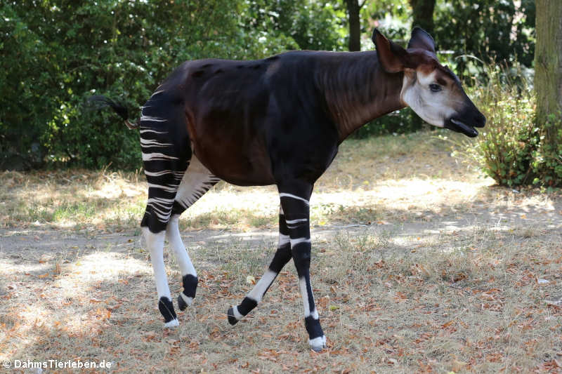 Okapi (Okapia johnstoni)