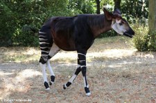 Okapi (Okapia johnstoni) im Zoo Frankfurt/Main