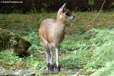 Zoo Frankfurt