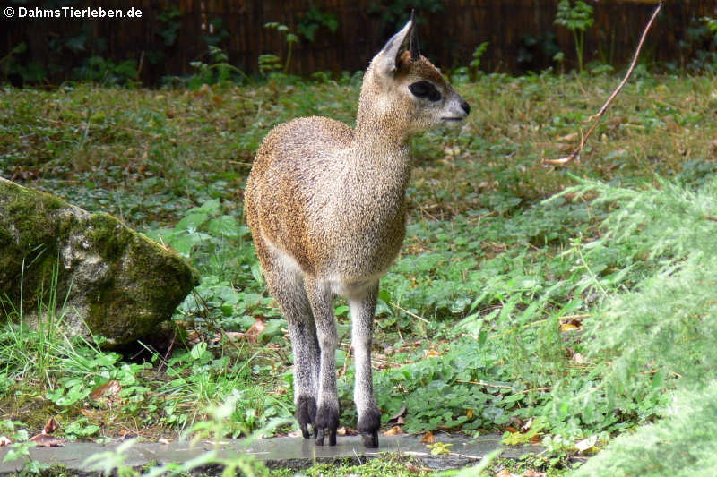 Abessinischer Klippspringer (Oreotragus oreotragus saltatrixoides)