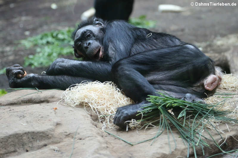 Bonobo (Pan paniscus)