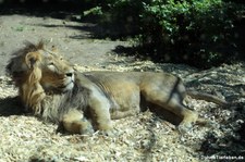 Asiatischer Löwe (Panthera leo persica) im Zoo Frankfurt