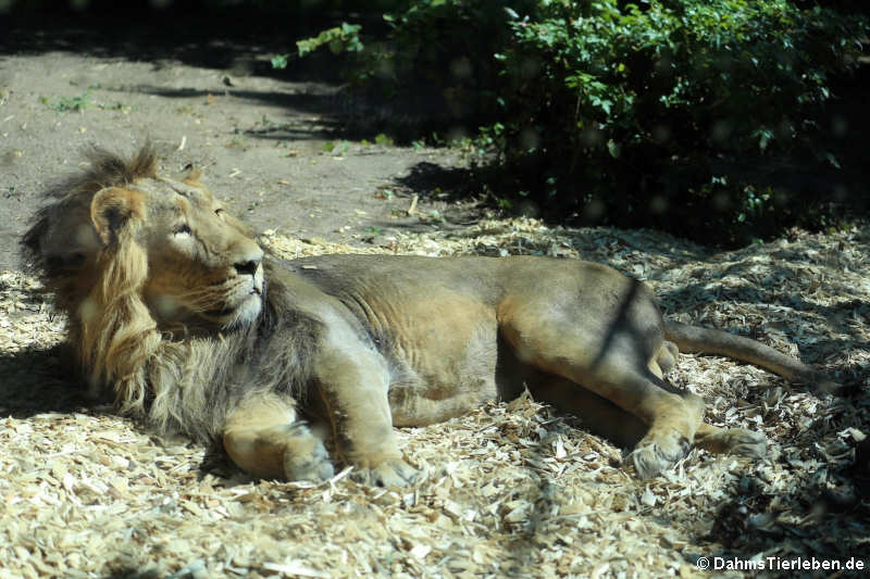 Panthera leo persica