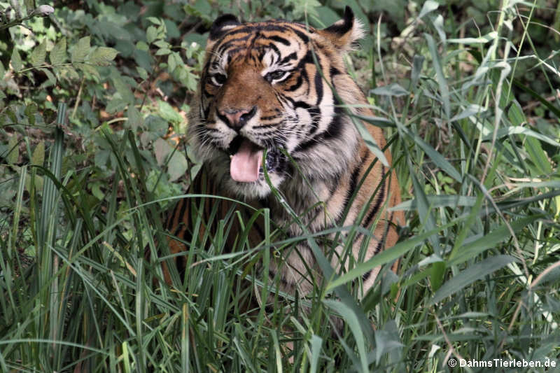 Sumatra-Tiger (Panthera tigris sumatrae)