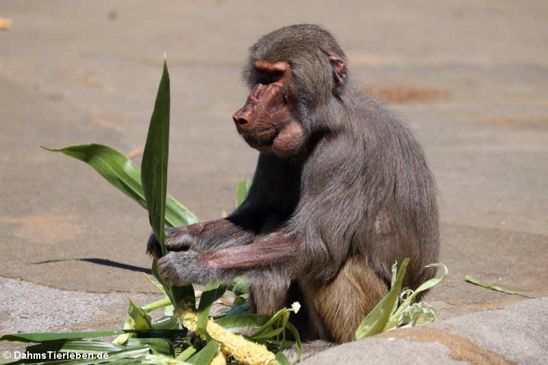 Mantelpavian Papio hamadryas-4