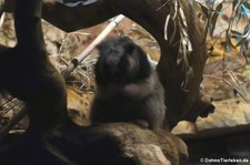 Nördliche Riesenborkenratte (Phloeomys pallidus) im Zoo Frankfurt