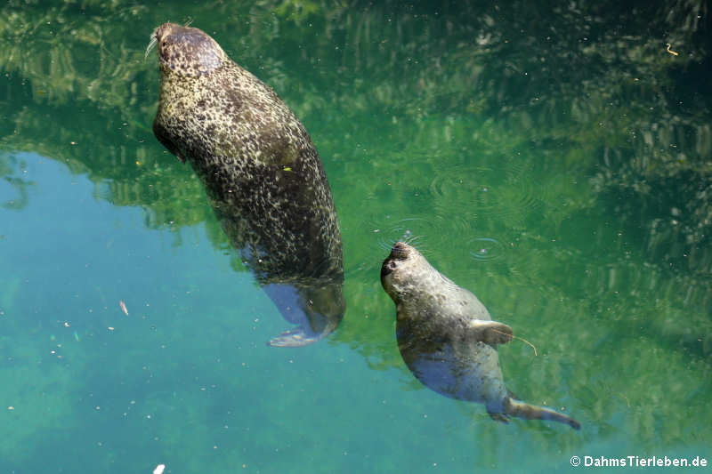 Seehunde  (Phoca vitulina)