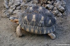 Strahlenschildkröte (Astrochelys radiata) im Zoo Frankfurt