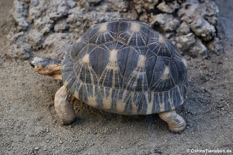 Astrochelys radiata