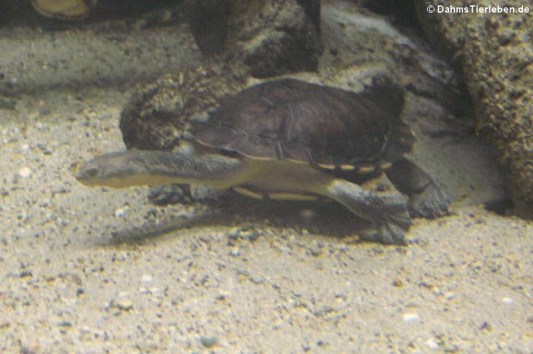 Chelodina longicollis