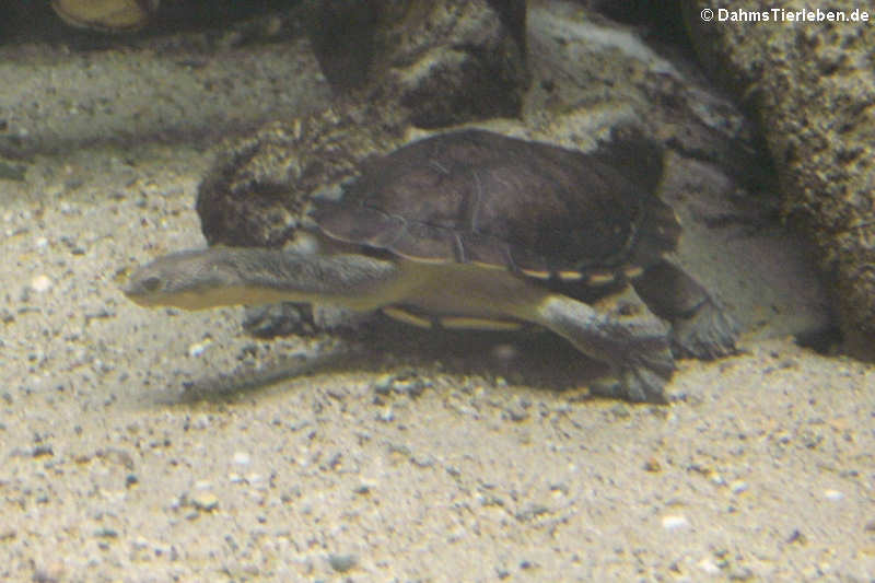 Chelodina longicollis