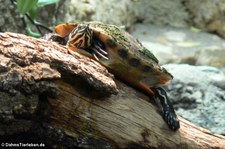 Florida-Rotbauch-Schmuckschildkröte (Pseudemys nelsoni) im Zoo Frankfurt